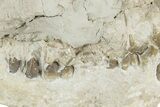 Bargain, Fossil Oreodont (Merycoidodon) Skull - South Dakota #241839-2